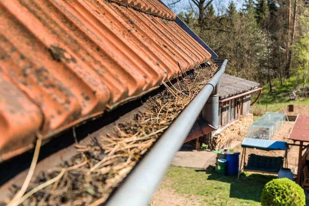 Dry leaves accumulated inside residential guttering