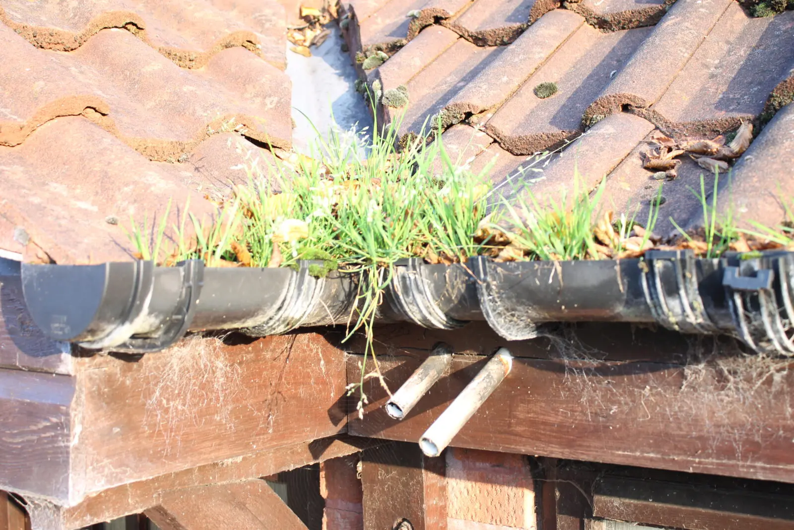 Grass and plants growing from a blocked gutter